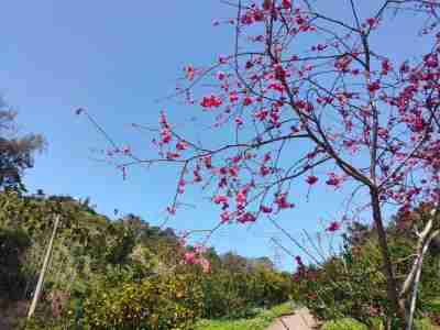 售卓蘭碳稅農地農地1,280萬