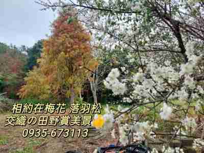 售苗栗縣卓蘭鎮獨家㊣冬季美景★卓蘭景觀開心農場＋休閒屋農牧用地980萬